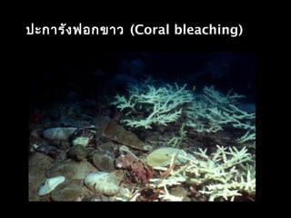 ปะการังฟอกขาว (Coral bleaching)
 