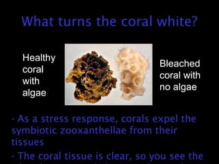 What turns the coral white?
- As a stress response, corals expel the
symbiotic zooxanthellae from their
tissues
- The coral tissue is clear, so you see the
Healthy
coral
with
algae
Bleached
coral with
no algae
 