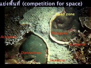 แย่งพื้นที่ (competition for space)
Sinularia
Diploastrea
Acropora
Platygyra
Acropora
Dead zone
 