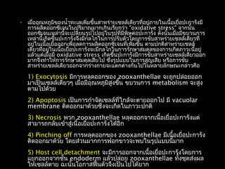 • เมื่ออุณหภูมิของนำ้าทะเลเพิ่มขึ้นสาหร่ายเซลล์เดียวที่อยู่ภายในเนื้อเยื่อปะการังมี
การผลิตออกซิเจนในปริมาณมากเกินเรียกว่า "oxidative stress" จากนั้น
ออกซิเจนเหล่านี้จะเปลี่ยนรูปไปอยู่ในรูปที่มีพิษต่อปะการัง ดังนั้นเมื่อมีขบวนการ
เหล่านี้เกิดขึ้นปะการังจึงมีกลไกในการปรับตัวโดยการขับสาหร่ายเซลล์เดียวที่
อยู่ในเนื้อเยื่อออกเพื่อลดการผลิตออกซิเจนที่เพิ่มขึ้น ตามปกติสาหร่ายเซลล์
เดียวที่อยู่ในเนื้อเยื่อปะการังจะมีกลไกในการรักษาสมดุลของการเกิดภาวะนี้อยู่
แล้วแต่เมื่อมี oxidative stress เกิดขึ้นปะการังมีการขับสาหร่ายเซลล์เดียวออก
มากจึงทำาให้การรักษาสมดุลเสียไป ซึ่งรูปแบบในการสูญเสีย หรือการขับ
สาหร่ายเซลล์เดียวออกจากร่างกายจะแตกต่างกันไปในหลายลักษณะกล่าวคือ
1) Exocytosis มีการหลุดออกของ zooxanthellae จะถูกปล่อยออก
มาเป็นเซลล์เดี่ยวๆ เมื่อมีอุณหภูมิสูงขึ้น ขบวนการ metabolism จะสูง
ตามไปด้วย
2) Apoptosis เป็นการกำาจัดเซลล์ที่ใกล้จะตายออกไป มี vacuolar
membrane ติดออกมาด้วยซึ่งจะเกิดในภาวะปกติ
3) Necrosis พวก zooxanthellae หลุดออกจากเนื้อเยื่อปะการังแต่
สามารถกลับเข้าสู่เนื้อเยื่อปะการังได้อีก
4) Pinching off การหลุดออกของ zooxanthellae มีเนื้อเยื่อปะการัง
ติดออกมาด้วย โดยส่วนมากการฟอกขาวจะพบในรูปแบบนี้มาก
5) Host cell detachment จะมีการออกจากเนื้อเยื่อปะการังโดยการ
แยกออกจากชั้น endoderm แล้วปล่อย zooxanthellae ทั้งชุดส่งผล
ให้เซลล์ตาย ฉะนั้นโอกาสฟื้นตัวจึงเป็นไปได้ยาก
 