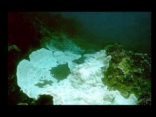 Coral lec02