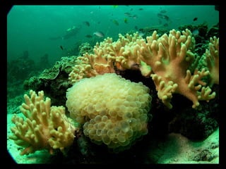 Coral lec02
