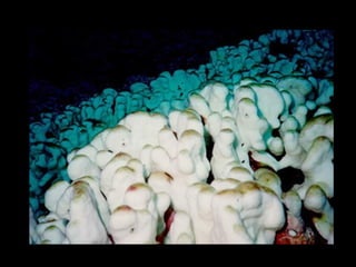 Coral lec02