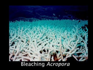 Bleaching Acropora
 