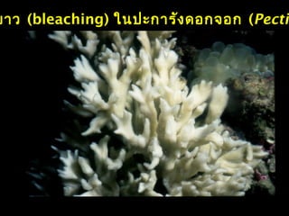 ขาว (bleaching) ในปะการังดอกจอก (Pectin
 