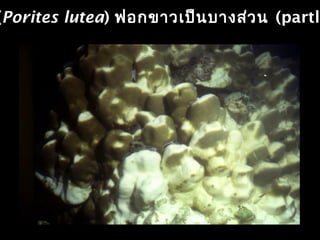 (Porites lutea) ฟอกขาวเป็นบางส่วน (partly
 