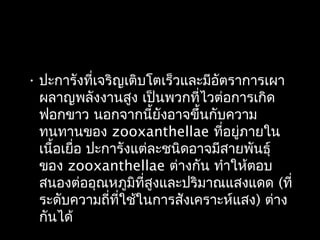 • ปะการังที่เจริญเติบโตเร็วและมีอัตราการเผา
ผลาญพลังงานสูง เป็นพวกที่ไวต่อการเกิด
ฟอกขาว นอกจากนี้ยังอาจขึ้นกับความ
ทนทานของ zooxanthellae ที่อยู่ภายใน
เนื้อเยื่อ ปะการังแต่ละชนิดอาจมีสายพันธุ์
ของ zooxanthellae ต่างกัน ทำาให้ตอบ
สนองต่ออุณหภูมิที่สูงและปริมาณแสงแดด (ที่
ระดับความถี่ที่ใช้ในการสังเคราะห์แสง) ต่าง
กันได้
 