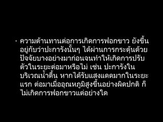 • ความต้านทานต่อการเกิดการฟอกขาว ยังขึ้น
อยู่กับว่าปะการังนั้นๆ ได้ผ่านการกระตุ้นด้วย
ปัจจัยบางอย่างมาก่อนจนทำาให้เกิดการปรับ
ตัวในระยะต่อมาหรือไม่ เช่น ปะการังใน
บริเวณนำ้าตื้น หากได้รับแสงแดดมากในระยะ
แรก ต่อมาเมื่ออุณหภูมิสูงขึ้นอย่างผิดปกติ ก็
ไม่เกิดการฟอกขาวแต่อย่างใด
 