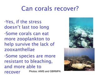 Can corals recover?
-Yes, if the stress
doesn’t last too long
-Some corals can eat
more zooplankton to
help survive the lack of
zooxanthellae
-Some species are more
resistant to bleaching,
and more able to
recover Photos: AIMS and GBRMPA
 