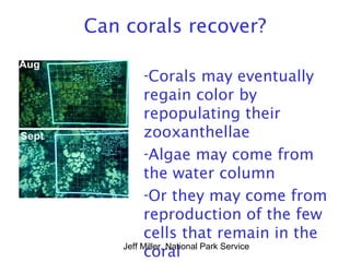 Can corals recover?
-Corals may eventually
regain color by
repopulating their
zooxanthellae
-Algae may come from
the water column
-Or they may come from
reproduction of the few
cells that remain in the
coralJeff Miller, National Park Service
 