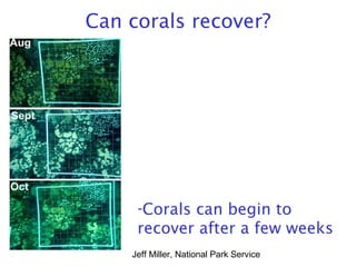 Can corals recover?
-Corals can begin to
recover after a few weeks
Jeff Miller, National Park Service
 