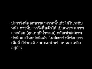 • ปะการังที่ฟอกขาวสามารถฟื้นตัวได้ในระดับ
หนึ่ง การที่ปะการังฟื้นตัวได้ เป็นเพราะสภาพ
แวดล้อม (อุณหภูมินำ้าทะเล) กลับเข้าสู่สภาพ
ปกติ และโดยปกติแล้ว ในปะการังที่ฟอกขาว
เต็มที่ ก็ยังคงมี zooxanthellae หลงเหลือ
อยู่บ้าง
 