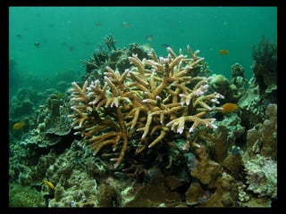 Coral lec02
