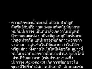 • ความลึกของนำ้าทะเลเป็นปัจจัยสำาคัญที่
สัมพันธ์กับปริมาณแสงแดดที่จะไปมีผลกระ
ทบกับปะการัง เป็นที่น่าสังเกตว่าในพื้นที่ที่
ศึกษาแต่ละแห่ง ปกติจะมีอุณหภูมิในชั้นมวล
นำ้าสูงเท่าๆกัน แต่ปะการังที่เกิดการฟอกขาว
จะพบอย่างเด่นชัดในที่ตื้นมากกว่าในที่ลึก
หรือแม้กระทั่งภายในโคโลนีเดียวกัน อย่างที่
พบในพวกที่ฟอกขาวเป็นบางส่วนของโคโลนี
ด้านที่รับแสงมาก (เช่นด้านบนของกิ่ง
ปะการัง Acropora) เกิดการฟอกขาวใน
ขณะที่ใต้กิ่งยังมีสภาพเป็นปกติ ลักษณะเช่น
 