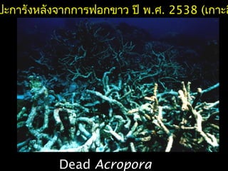 ปะการังหลังจากการฟอกขาว ปี พ.ศ. 2538 (เกาะส
Dead Acropora
 