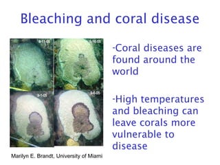 Bleaching and coral disease
-Coral diseases are
found around the
world
-High temperatures
and bleaching can
leave corals more
vulnerable to
disease
Marilyn E. Brandt, University of Miami
 