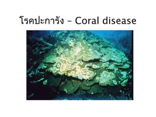 –โรคปะการัง Coral disease
 