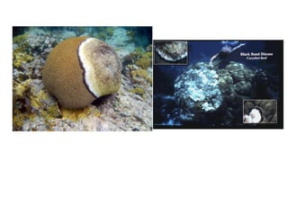 Coral lec02