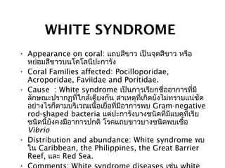 WHITE SYNDROME
• Appearance on coral: แถบสีขาว เป็นจุดสีขาว หรือ
หย่อมสีขาวบนโคโลนีปะการัง
• Coral Families affected: Pocilloporidae,
Acroporidae, Faviidae and Poritidae.
• Cause : White syndrome เป็นการเรียกชื่ออาการที่มี
ลักษณะปรากฏที่ใกล้เคียงกัน สาเหตุที่เกิดยังไม่ทราบแน่ชัด
อย่างไรก็ตามบริเวณเนื้อเยื่อที่มีอาการพบ Gram-negative
rod-shaped bacteria แต่ปะการังบางชนิดที่มีแบคทีเรีย
ชนิดนี้ยังคงมีอาการปกติ โรคแถบขาวบางชนิดพบเชื้อ
Vibrio
• Distribution and abundance: White syndrome พบ
ใน Caribbean, the Philippines, the Great Barrier
Reef, และ Red Sea.
 