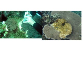 Coral lec02