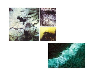Coral lec02