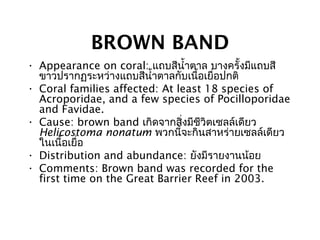 BROWN BAND
• Appearance on coral: แถบสีนำ้าตาล บางครั้งมีแถบสี
ขาวปรากฏระหว่างแถบสีนำ้าตาลกับเนื้อเยื่อปกติ
• Coral families affected: At least 18 species of
Acroporidae, and a few species of Pocilloporidae
and Favidae.
• Cause: brown band เกิดจากสิ่งมีชีวิตเซลล์เดียว
Helicostoma nonatum พวกนี้จะกินสาหร่ายเซลล์เดียว
ในเนื้อเยื่อ
• Distribution and abundance: ยังมีรายงานน้อย
• Comments: Brown band was recorded for the
first time on the Great Barrier Reef in 2003.
 