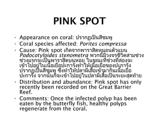 PINK SPOT
• Appearance on coral: ปรากฏเป็นสีชมพู
• Coral species affected: Porites compressa
• Cause: Pink spot เกิดจากพาราสิตหนอนตัวแบน
Podocotyloides stenometra พวกนี้มีวงจรชีวิตสามช่วง
ช่วงแรกจะเป็นพาราสิตบนหอย ในขณะที่ช่วงที่สองจะ
เข้าไปอยู่ในเนื้อเยื่อปะการังทำาให้เนื้อเยื่อของปะการัง
ปรากฏเป็นสีชมพู ซึ่งทำาให้ปลาผีเสื้อเข้ามากินเนื้อเยื่อ
ปะการัง จากนั้นก็จะเข้าไปอยู่ในปลาผีเสื้อเป็นระยะสุดท้าย
• Distribution and abundance: Pink spot has only
recently been recorded on the Great Barrier
Reef.
• Comments: Once the infected polyp has been
eaten by the butterfly fish, healthy polyps
regenerate from the coral.
 