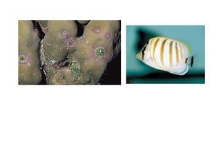 Coral lec02