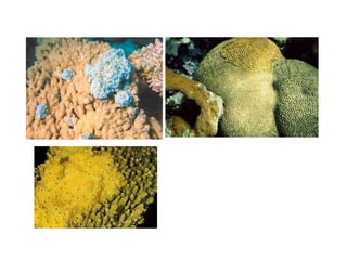 Coral lec02