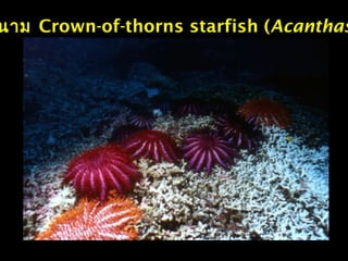 นาม Crown-of-thorns starfish (Acanthas
 