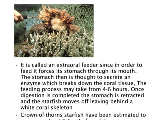 • It is called an extraoral feeder since in order to
feed it forces its stomach through its mouth.
The stomach then is thought to secrete an
enzyme which breaks down the coral tissue, The
feeding process may take from 4-6 hours. Once
digestion is completed the stomach is retracted
and the starfish moves off leaving behind a
white coral skeleton
• Crown-of-thorns starfish have been estimated to
 