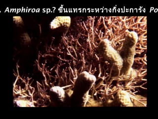 น Amphiroa sp.? ขึ้นแทรกระหว่างกิ่งปะการัง Por
 