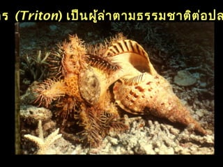 ตร (Triton) เป็นผู้ล่าตามธรรมชาติต่อปล
 