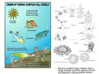 • Recent studies have shown that a
large female starfish (about 40 cm
in diameter) may produce about
 