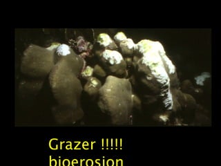 Grazer !!!!!
 