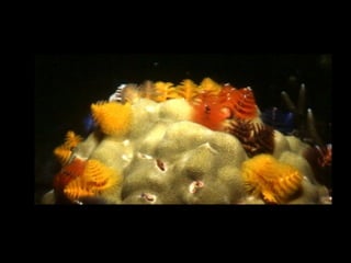 Coral lec02