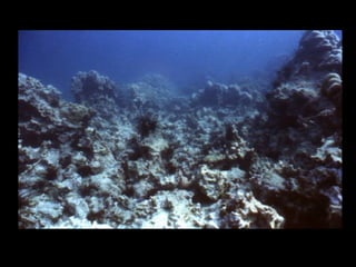 Coral lec02