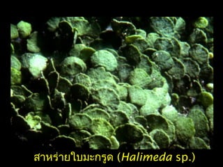 สาหร่ายใบมะกรูด (Halimeda sp.)
 