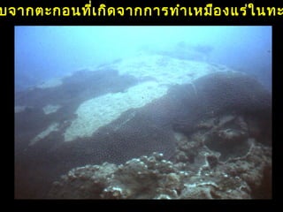 บจากตะกอȨี่๶กิึϸากการทำา๶หมืองแร่ในทะ
 