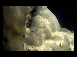 Coral lec02