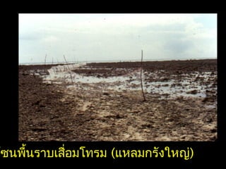 โซนพื้นราบเสื่อมโทรม (แหลมกรังใหญ่)
 