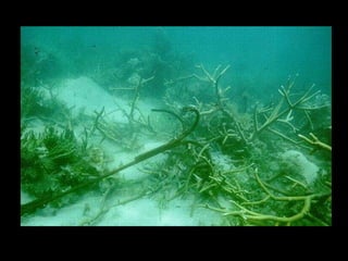 Coral lec02