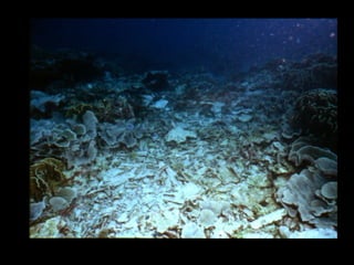 Coral lec02