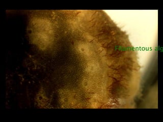 Filamentous alg
 