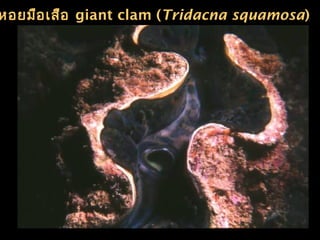 หอยมือเสือ giant clam (Tridacna squamosa)
 