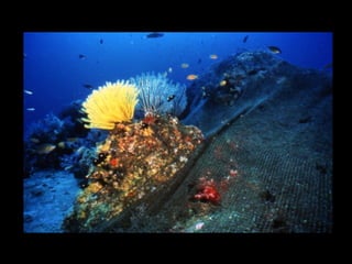 Coral lec02
