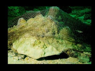 Coral lec02
