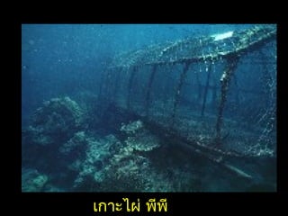 ๶กาะไผ่ พีพี
 