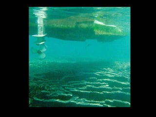 Coral lec02