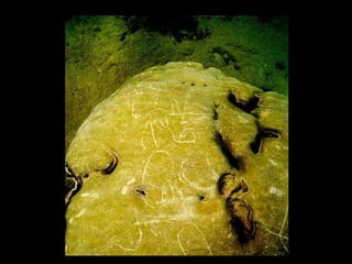 Coral lec02